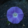 朝顔をオールドレンズで