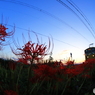 夕暮れ電車