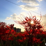 夕陽
