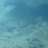 出張組