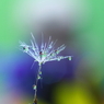 ツゥ～っと雫