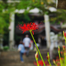 彼岸花・２