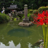 彼岸花・５