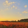 夕日に染まる赤米の穂