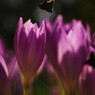 花と虫達　セセリチョウ