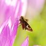 花と虫達　セセリチョウ　Ⅱ