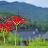 彼岸花・１２