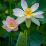 LR_blog_1707毛呂山ハス睡蓮5DmkIV_002475