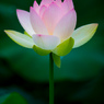 LR_blog_1707毛呂山ハス睡蓮5DmkIV_002480