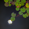 LR_blog_1707毛呂山ハス睡蓮5DmkIV_002522