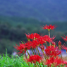 彼岸花・１５