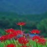 彼岸花・１６