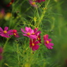 薄光さし秋桜輝く