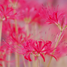 彼岸花・１８