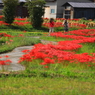 彼岸花の小道