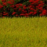 華と実り