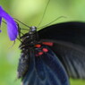 花と虫達　クロアゲハ