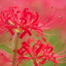 曼殊沙華 (2)