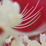 白彼岸花