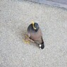 【2017プーケットバカンス】見下ろす僕と