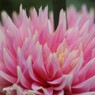秋田のダリア‐吉野桜