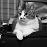 招き猫の日