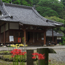 彼岸花・３０