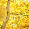 黄金に輝く秋