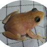 シュレ-ゲルアオガエル、iridophore-defective,ちびその1