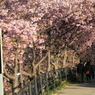 桜トンネルなう