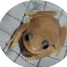 aoiri210810
