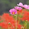 秋桜と