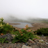高山植物と一風景