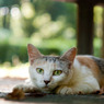 猫パンチしても良いですか？