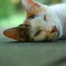 眠いけど眠れない