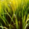 SPIDER ON MORNING SUN RISE
