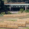 巨大な「はさがけ風景」①