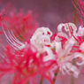 彼岸花・４１