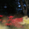 彼岸花・４２