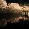 夜桜なう