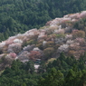 山桜なう
