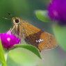 花と蝶　セセリチョウ