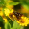 花と蝶　セセリチョウ　Ⅱ