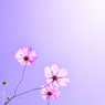 Cosmos
