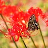 アゲハ蝶 ～彼岸花でお食事中～