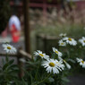 神社の浜菊