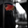 bateleur