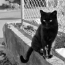黒猫