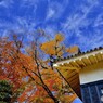 青空と紅葉