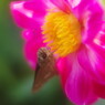 花と虫達　セセリチョウ